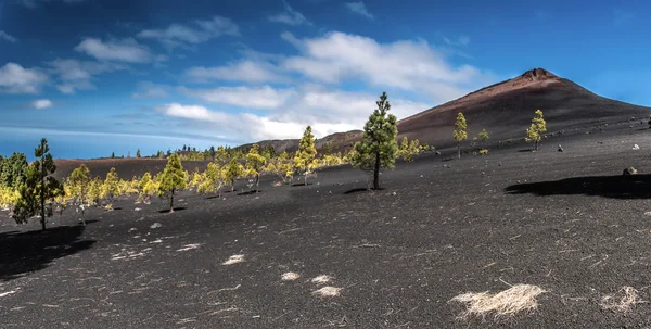 Teide राष्ट्रीय उद्यान टेन्र्फ कॅनरी — स्टॉक फोटो, इमेज