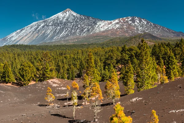 Teide 국립 공원 테네리페 카나리아 — 스톡 사진