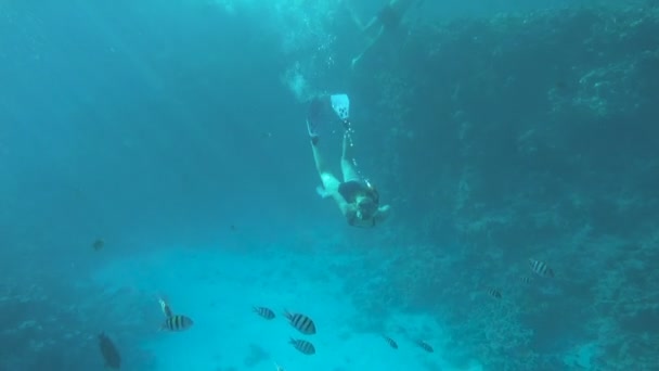 Fille plongée dans la mer Rouge près de récif corallien avec des poissons — Video