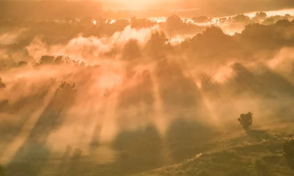 Soluppgång äng med skog i solljus och dimma — Stockfoto