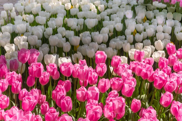 Kolorowe tulipany. Coroczny kwietniowy festiwal tulipanów w Stambule Emirgan Park, Turcja — Zdjęcie stockowe