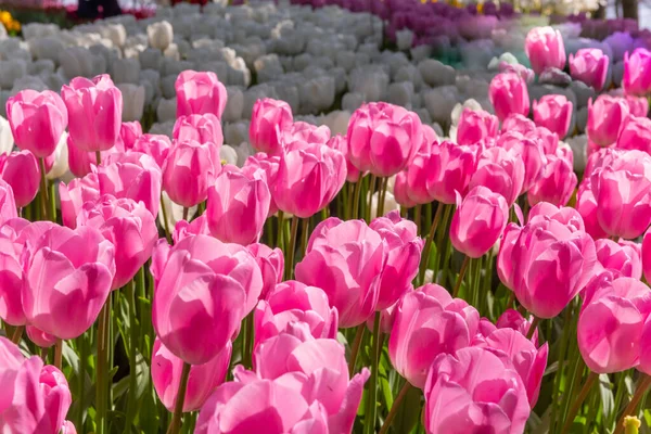 Kolorowe tulipany. Coroczny kwietniowy festiwal tulipanów w Stambule Emirgan Park, Turcja — Zdjęcie stockowe