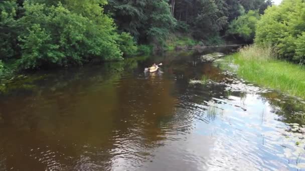 Vue aérienne de drone de kayak de sport sur la rivière de forêt calme d'été — Video