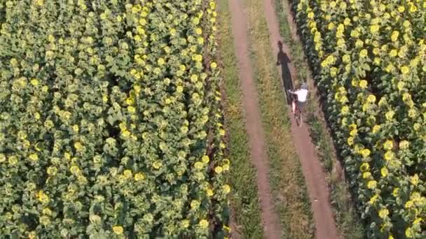 Aerial drone view of sporty girl riding bicycle between sunflower fields — Stock Video