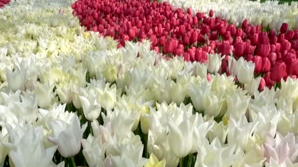 Όμορφα πολύχρωμα λευκά και κόκκινα λουλούδια τουλίπες ανθίζουν στον κήπο άνοιξη — Αρχείο Βίντεο