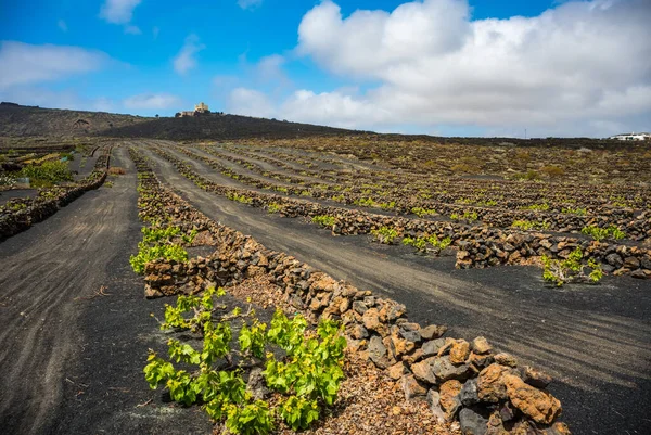 Paisaje con viñedos volcánicos. Lanzarote. Islas Canarias. España —  Fotos de Stock