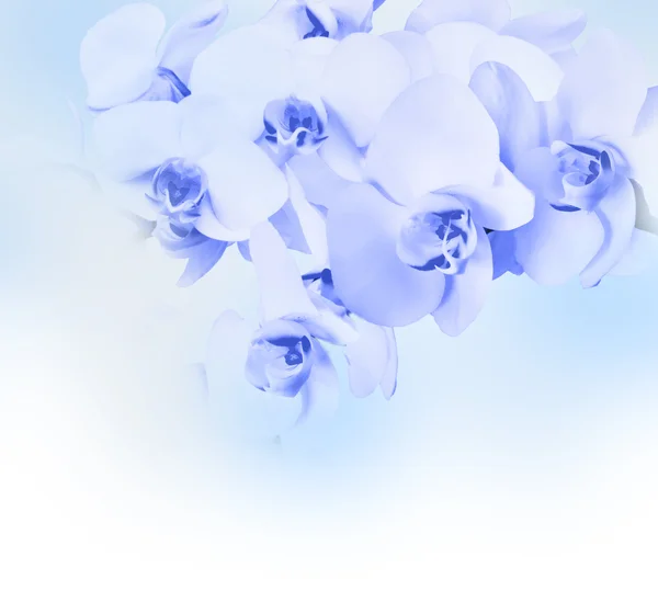 Bela orquídea azul — Fotografia de Stock