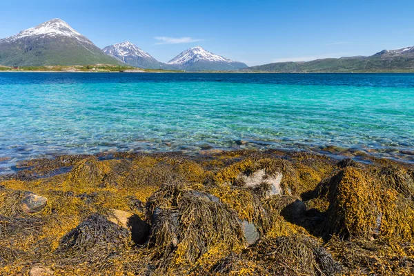 Paradise ranta Lofoten — kuvapankkivalokuva