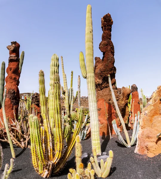kaktüs lanzarote, Kanarya Adaları, İspanya