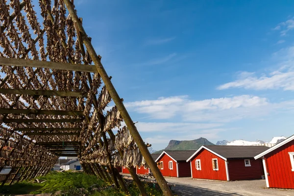 Pescado de bacalao en los estantes de secado y rorbu, Lofoten, Noruega —  Fotos de Stock