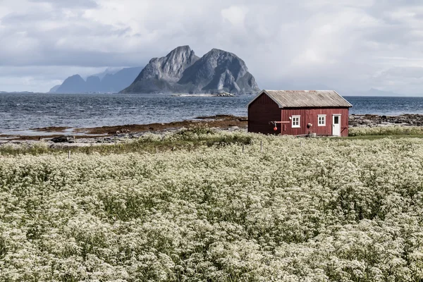 배로 섬, Lofoten 섬, 노르웨이 — 스톡 사진