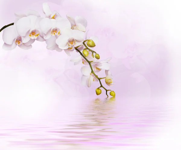 美丽的白色兰花 — 图库照片