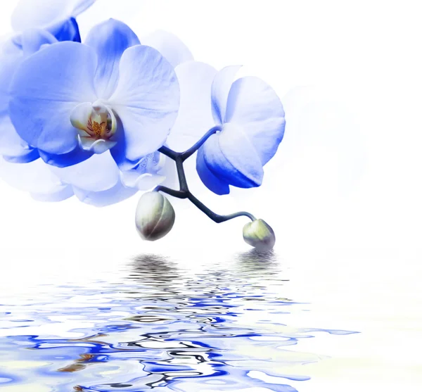 Schöne blaue Orchidee — Stockfoto