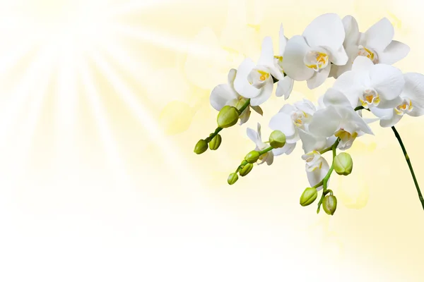 Orquídea branca bonita — Fotografia de Stock
