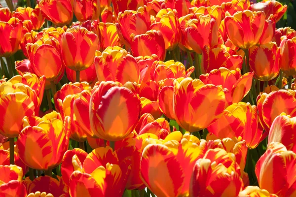 Czyste białe tulipany rosnące w ogrodzie — Zdjęcie stockowe