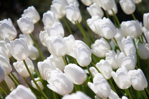 Czyste białe tulipany rosnące w ogrodzie — Zdjęcie stockowe