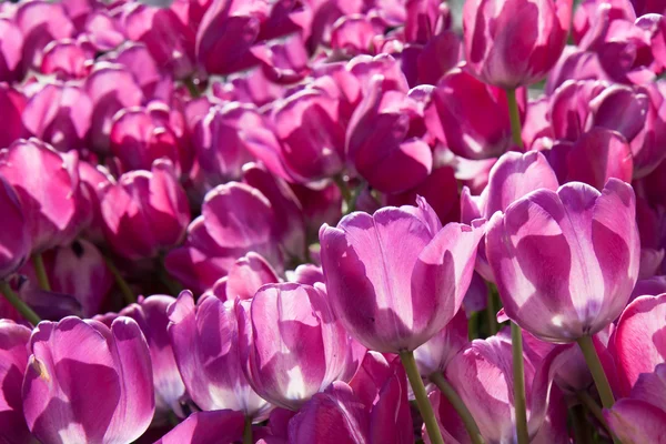 Różowe tulipany rosnące w ogrodzie — Zdjęcie stockowe