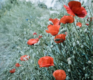 Yazın parlak kırmızı gelincik çiçekleri.
