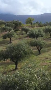 Sardunya 'daki zeytin ağaçlarının güzelliğini, yemyeşil manzaraları ve eşsiz tarım uygulamalarını deneyin. Tarımda kullanılan dingin çevre ve tarım tekniklerini keşfedin.