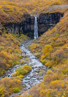 Svartifoss şelalesi İzlanda 'daki dramatik bazalt sütunlardan aşağı akmaktadır. Parlak sonbahar renkleriyle çevrili bölgede benzersiz bir jeoloji sergiliyor..