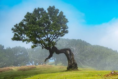 Fanal, Madeira 'nın mistik manzaralarını keşfedin, antik defne ormanlarını sergileyin. Yoğun ağaçlar bölgeyi sarar, dingin ve zamansız bir doğal mucize yaratır.