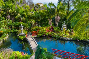 Madeira 'daki Monte Sarayı tropikal bahçesindeki Serene Koi balık havuzu yemyeşil, renkli balıklar ve sakin manzarayla çevrili.