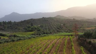 Sardunya 'daki zeytin ağaçlarının güzelliğini, yemyeşil manzaraları ve eşsiz tarım uygulamalarını deneyin. Tarımda kullanılan dingin çevre ve tarım tekniklerini keşfedin.