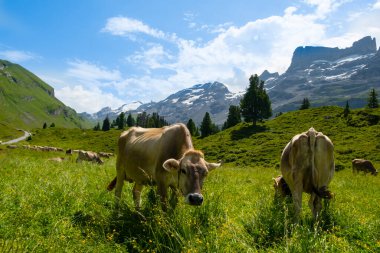 İnekler İsviçre 'de dağlarla ve ağaçlarla çevrili yeşil bir çayırda otlarlar. Sahne, gündüz boyunca doğal manzarayı ve çiftlik hayvanlarını görüntüler..