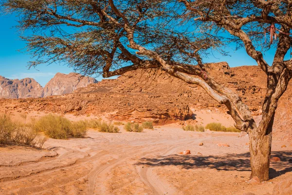 Dry desert and tree sinai egypt — Stock Photo, Image