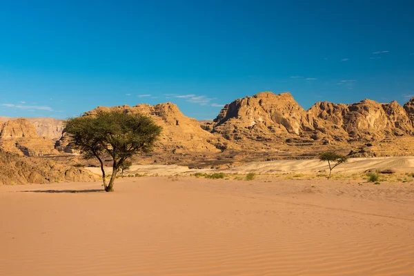 Deserto seco e árvore sinai egito — Fotografia de Stock