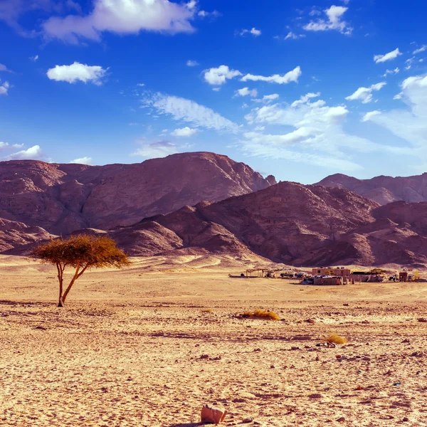 Trockener Wüstenbaum und Beduinendorf Sinai Ägypten — Stockfoto