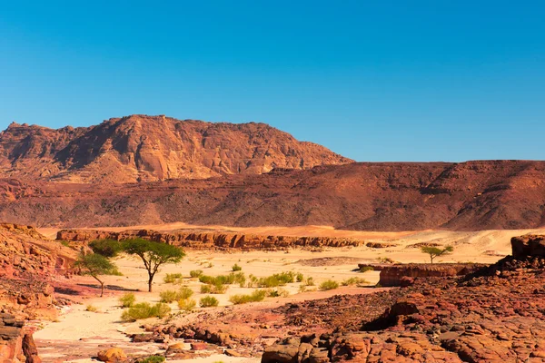 Sinai desert landscape — Stock Photo, Image