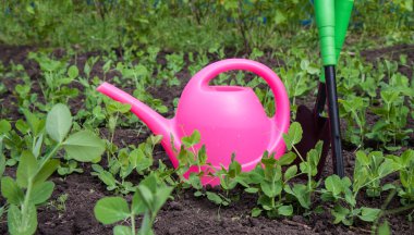 Bahçecilik aletleri, sulama olabilir, bitki ve toprak