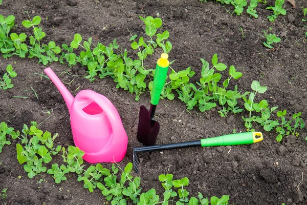 Gardening tools, watering can, plants and soil — Stock Photo, Image