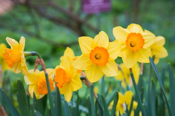 Yellow daffodils closeup — Stock Photo, Image