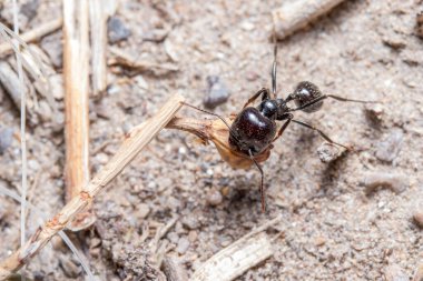 Messor Barbarus güneşli bir günde tohum arayan hasat karıncaları.