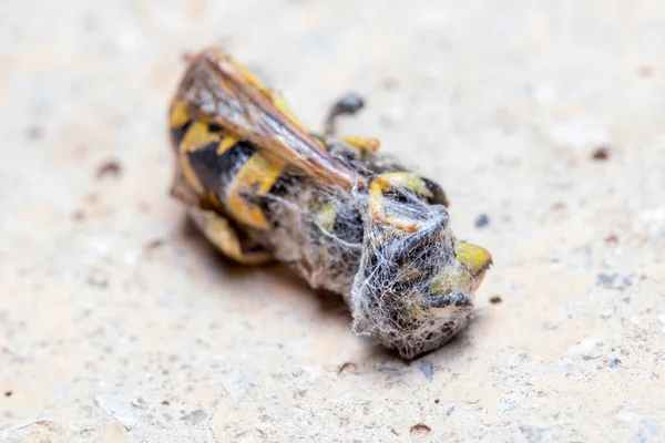 Mrtvá Vespula germanica vosa zamotaná do pavučiny — Stock fotografie