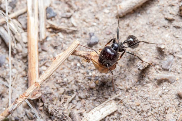 Messor Barbarus harvester ant looking for seeds on a sunny day — Stock Photo, Image