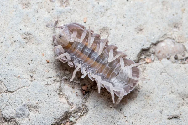 Roly poly bug, Armadillidium vulgare, proberen om weer op zijn voeten — Stockfoto