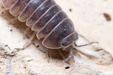 Roly Poly böceği, Armadillidium vulgare, güneşin altında beton zeminde yürüyor.