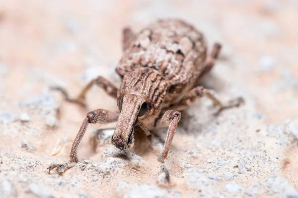 Rhytideres plicatus weevil berjalan di dinding beton — Stok Foto