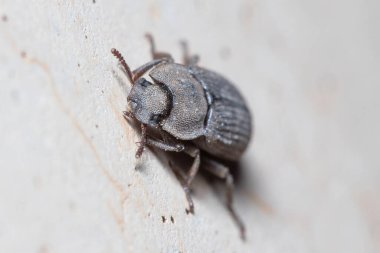 Scleron armatum böceği güneşli bir günde duvara tırmanıyor.
