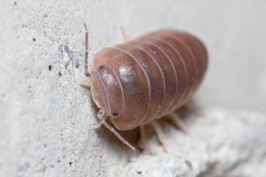 Roly Poly böceği, Armadillidium vulgare, güneşin altında beton zeminde yürüyor.