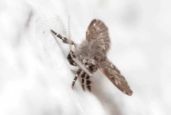 Clogmia albipunctata posé sur un mur de béton sous le soleil — Photo