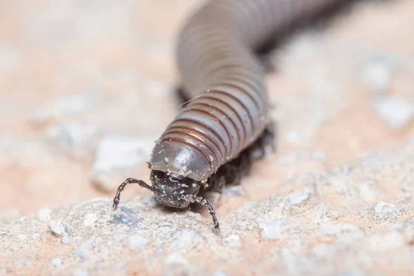 Ommatoiulus rutilans milpiés caminando sobre una pared de hormigón — Foto de Stock