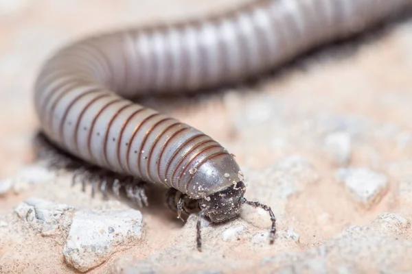 Ommatoiulus rutilans millipede walking on a concrete wall — Stock Photo, Image