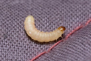 İndianmeal güve larvası, Plodia interpunctella, kumaş bir yüzey üzerinde poz verir.