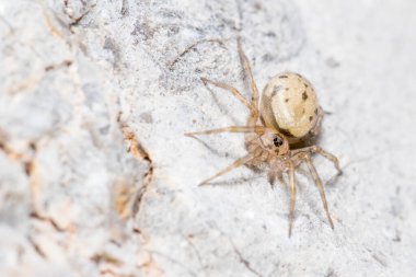 Oecobius sp. Örümcek güneşin altındaki bir kayanın üzerinde poz verdi.