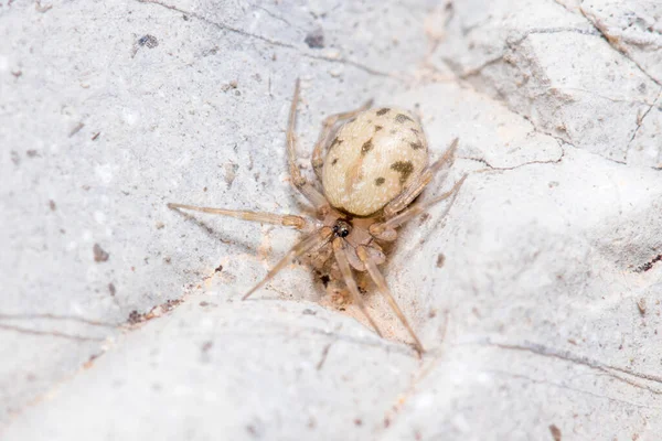 Oecobius sp.蜘蛛躺在阳光下的岩石上 — 图库照片