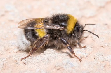 Bombus terrestris yaban arısı beton duvarda yürüyor